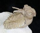 Amazing Hoplolichoides Trilobite From Russia - #28048-1